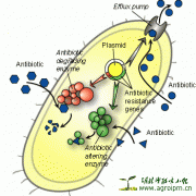Bacterial Mechanisms of Antibiotic Resistance