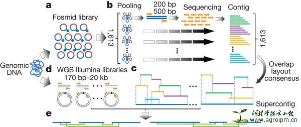 Fosmid-pooling strategy for oyster genome assembly.