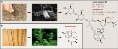 <b>A New Golden Age of Natural Products Drug Discovery</b>