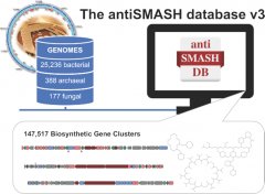 The antiSMASH database version 3