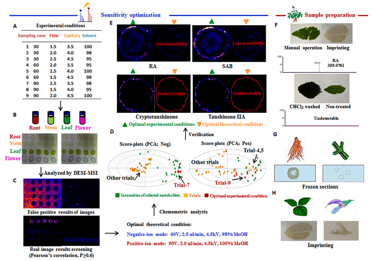 Biosynthesis-based spatial metabolome of Salvia miltiorrhiza