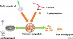 Chitosan nanoparticles loaded with garlic essential oil: A n
