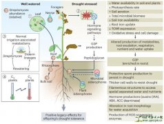 Nat Plants：利用植物和链霉菌协同对抗干旱胁迫