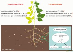 A novel PGPR strain, Streptomyces lasalocidi JCM 3373T