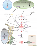 植物生长激素之生长素Auxin
