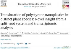 Translocation of polystyrene nanoplastics in distinct plant