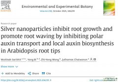 Silver nanoparticles inhibit root growth and promote root wa