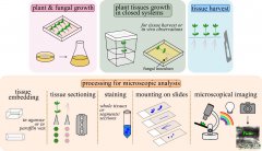 Histological Methods to Detect Early-stage Plant Defense Res
