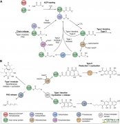 Type II polyketide synthases: Impact on human health, curren