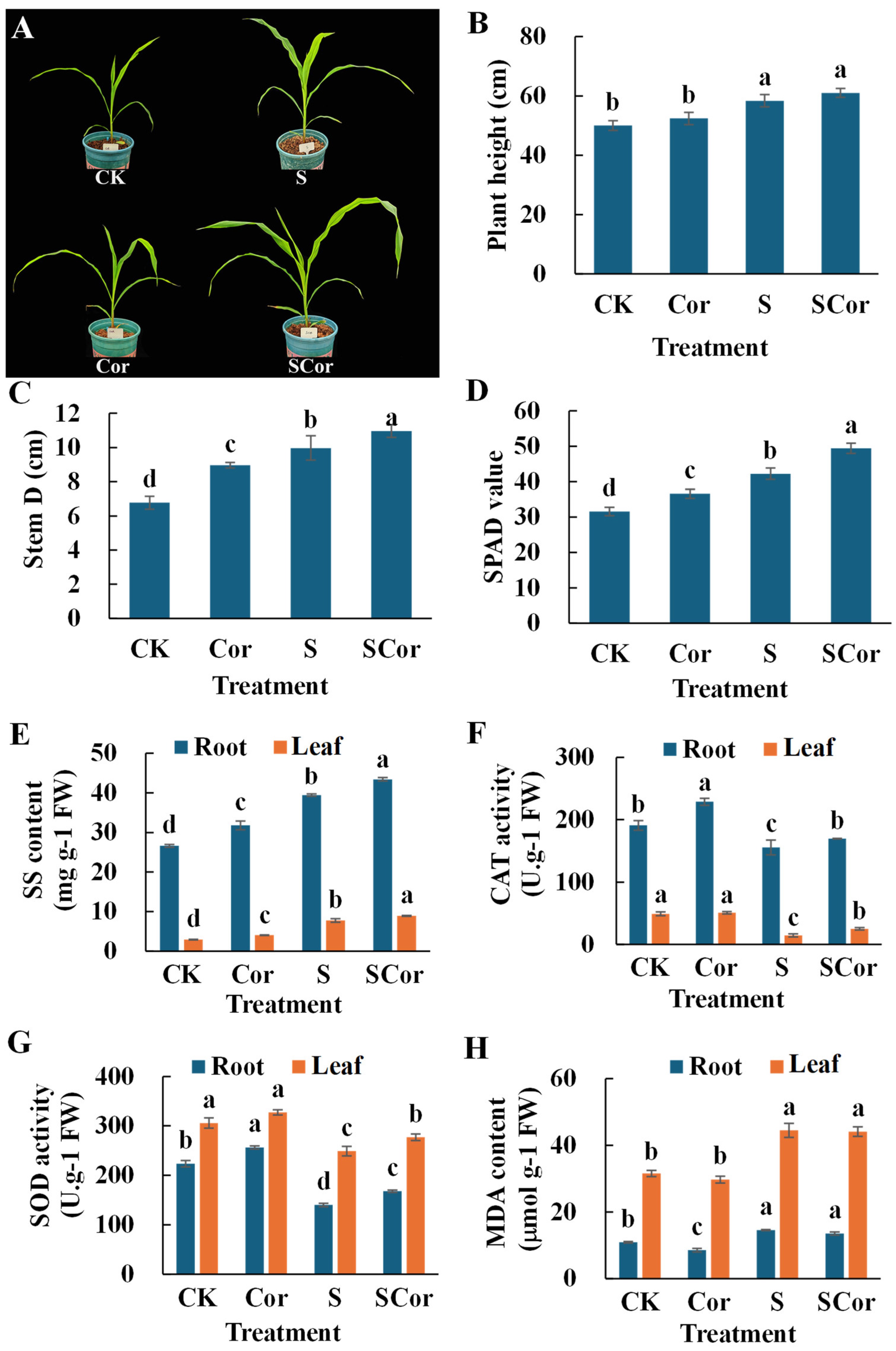 Combined Mechanisms of Streptomyces sp. HU2014 and Coronatin