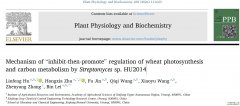 Mechanism of “inhibit-then-promote” regulation of wheat p