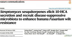 Streptomyces sesquiterpenes elicit 10-HCA secretion and recr