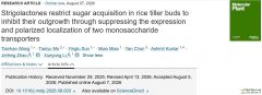 Strigolactones restrict sugar acquisition in rice tiller bud